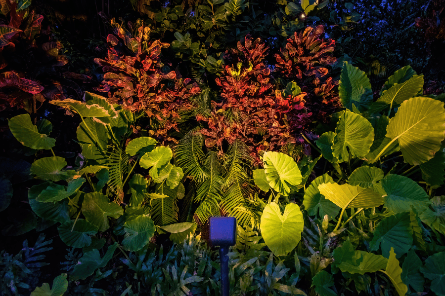 Close-up image of tropical plants at night.